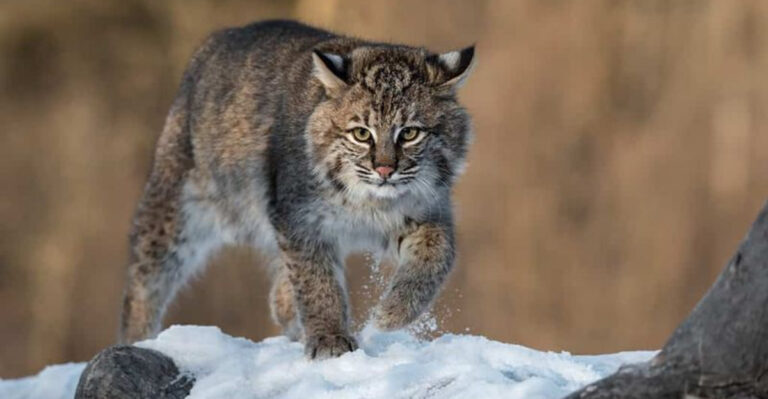 22 U.S. States Where Bobcats Thrive—and How to Stay Safe Nearby