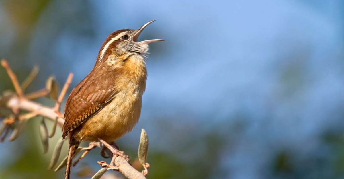 25 Amazing Animals That Absolutely Thrive In North Carolina’s Diverse Landscapes