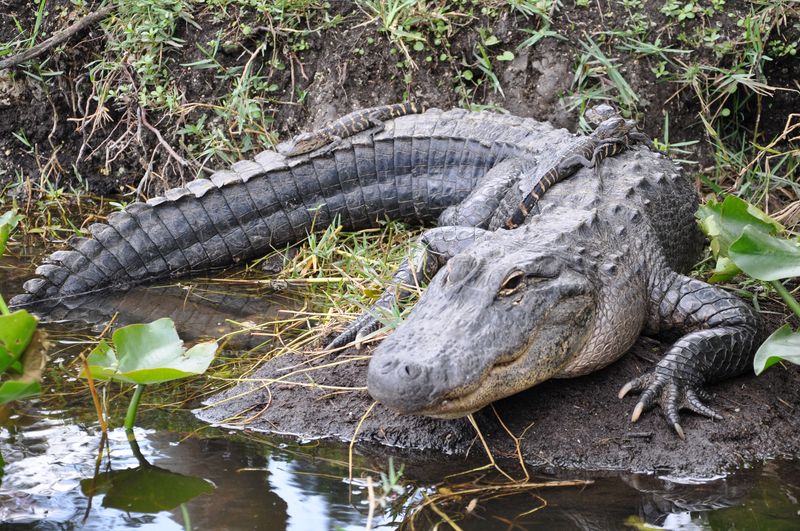 Alligator: The Sunshine State's Iconic Chomper