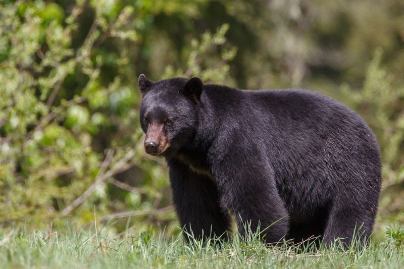 American Black Bear