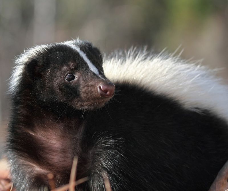 4. Striped Skunk (Mephitis mephitis): Fragrant Forest Dwellers