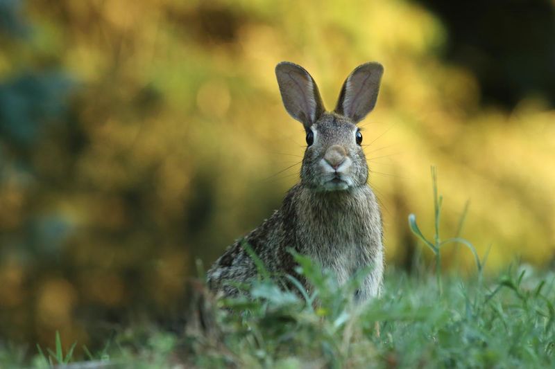 5. Eastern Cottontail Rabbit (Sylvilagus floridanus): Masters of Camouflage