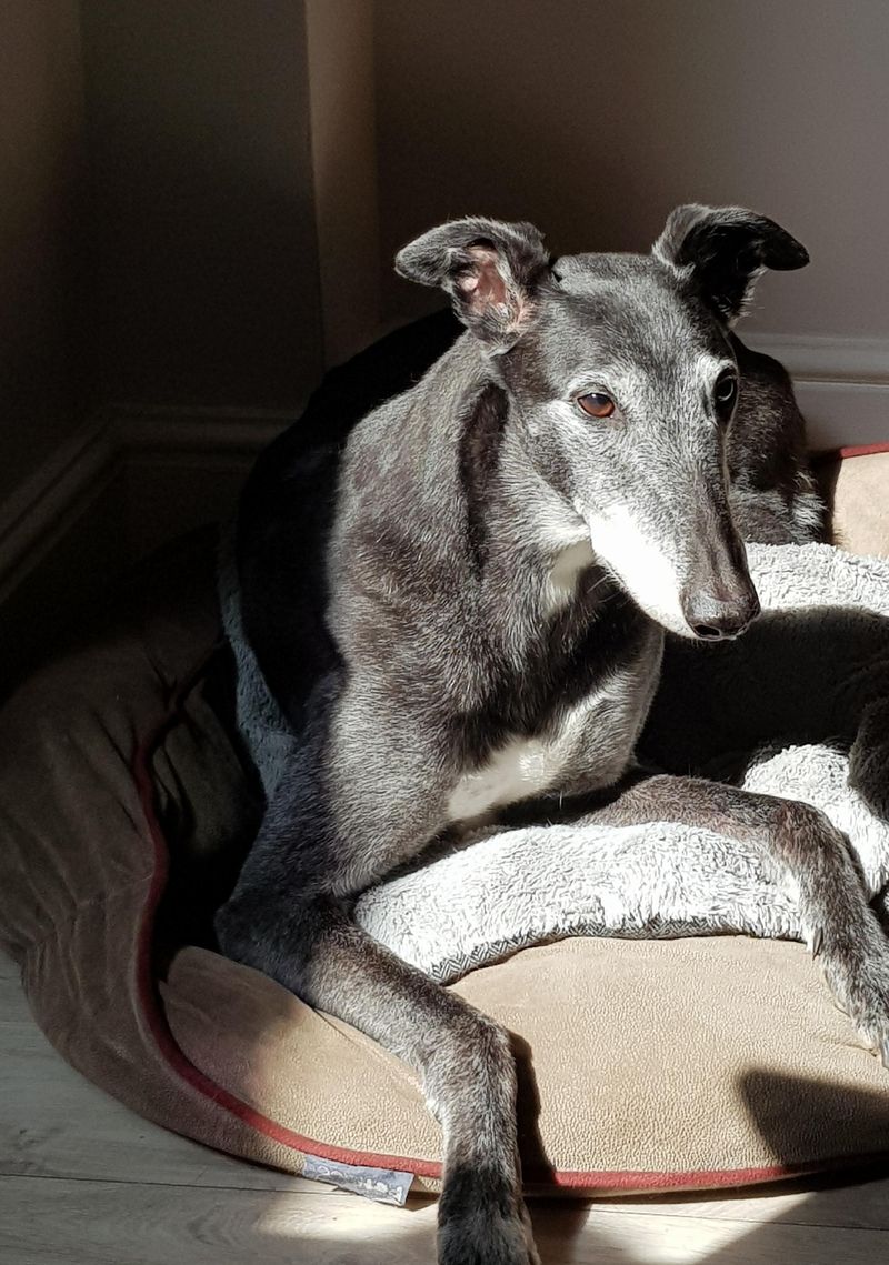 Greyhound