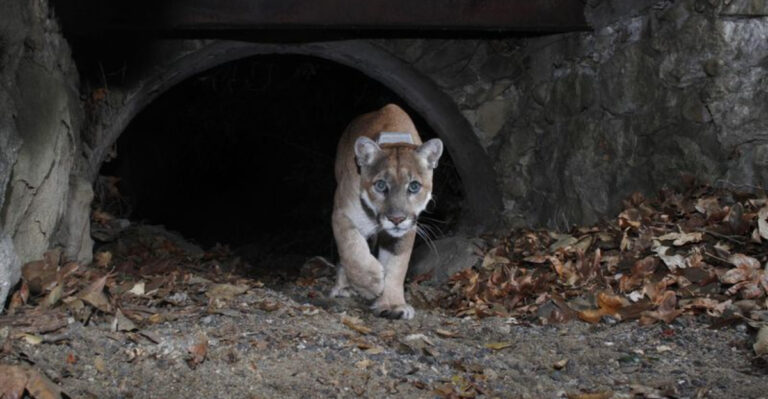 5 California Cities Where Mountain Lions Are Now Regular Visitors