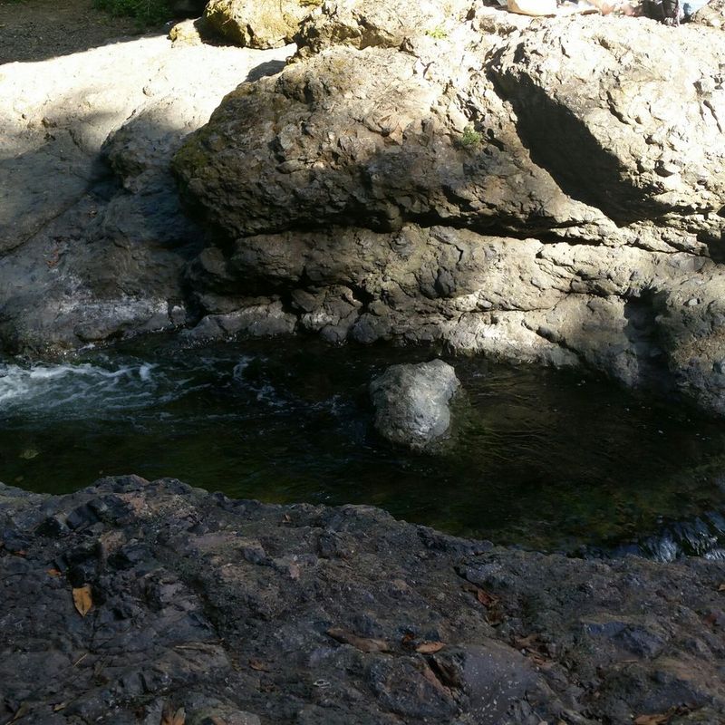 Peaceful Paws At The Inkwells (Lagunitas Creek)