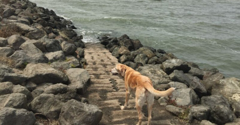 5 California’s Best Secret Doggie Swim Spots