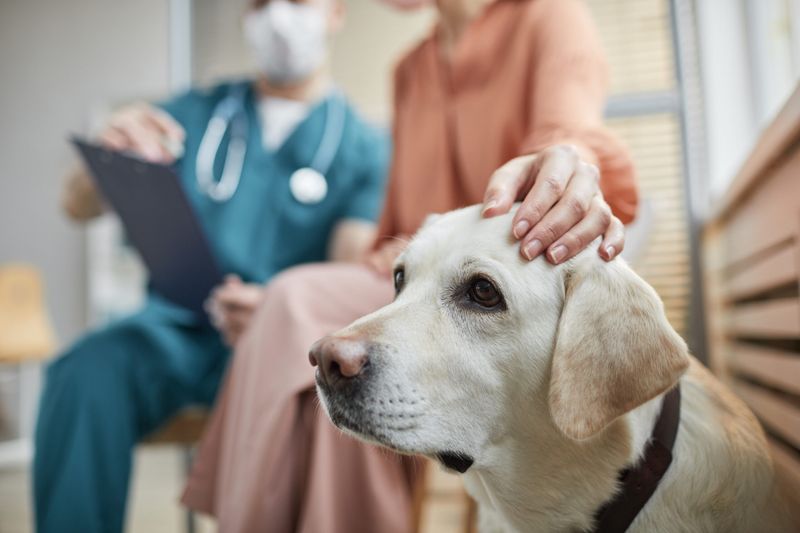 Skipping Regular Vet Visits