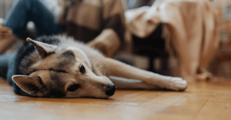 5 Common Pet Ownership Mistakes In Colorado And How To Avoid Them