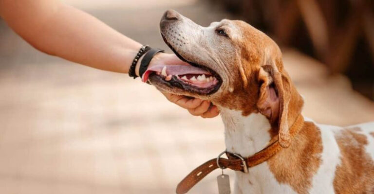 5 Crucial Tips For Adopting A Dog in Oregon And Following State Guidelines