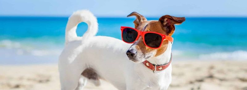 Broadkill Beach: A Tiny Dog's Paradise