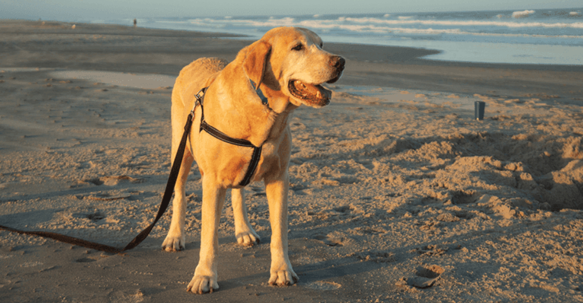 5 Delaware Beaches Where Small Dogs Can Enjoy Low Tide Adventures