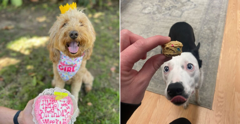 5 Dog Bakeries In California Making Instagram-Worthy Pup Cakes