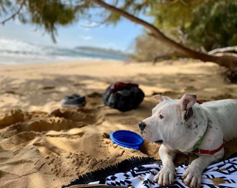 Understand Hawaii's Strict Quarantine and Import Rules