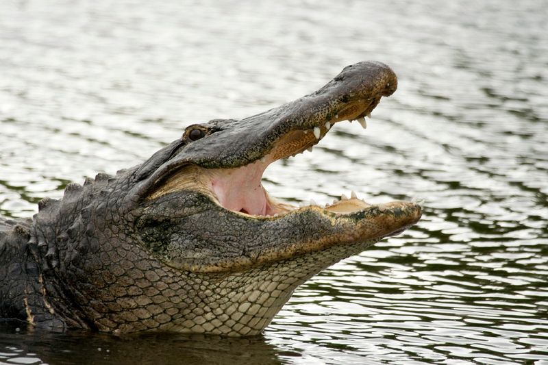 American Alligator: The Ancient Swamp King