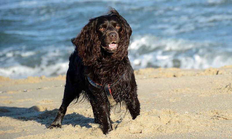 Boykin Spaniel