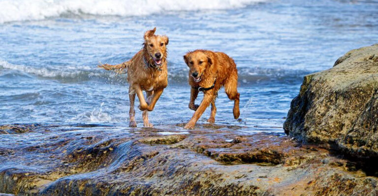 5 North Carolina Dog Breeds That Adore The Beach Life
