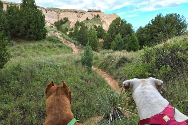 LBJ National Grasslands – Bird Dog Training Area