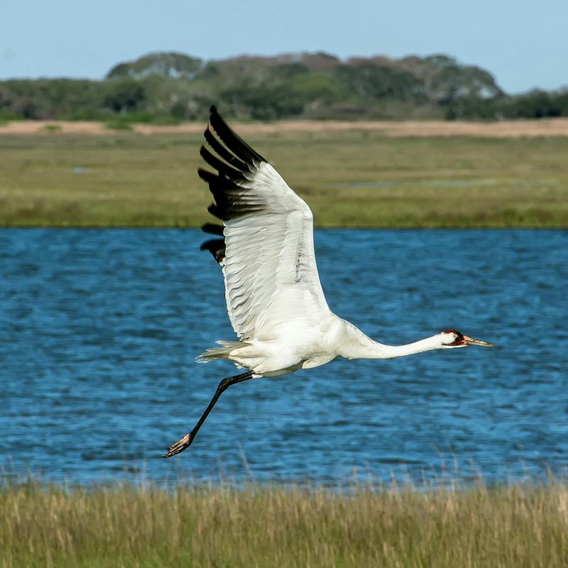 Whooping Crane: The Majestic Winter Visitor