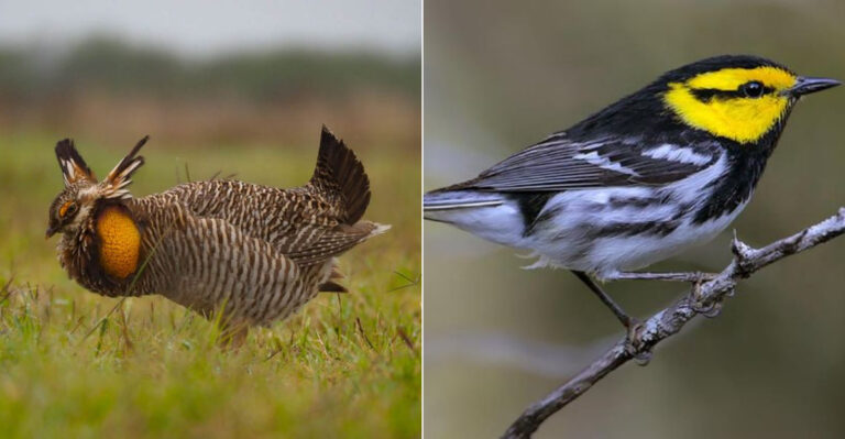 5 Rare Bird Species Unique To Texas’ Desert And Coastal Regions