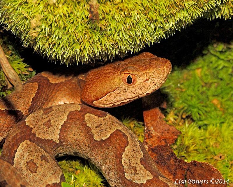 Nature's Perfect Camouflage Pattern