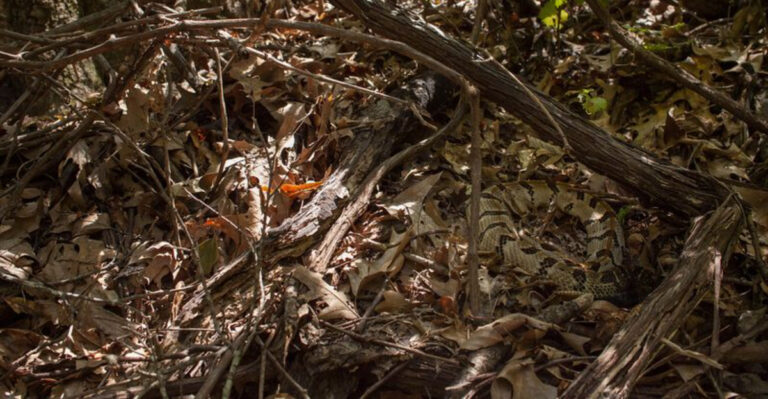 5 Reasons Tennessee’s Copperheads Are So Hard To Spot