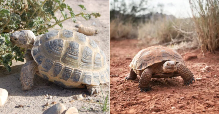 5 Top Places To Own A Pet Tortoise In The U.S. (With Arizona Leading The Pack)