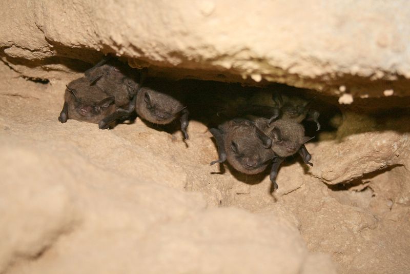 6. Indiana Bat (Myotis sodalis): Endangered Night Flyers