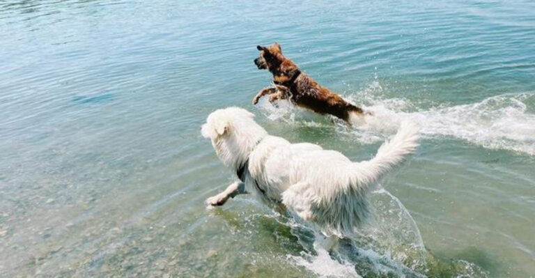 6 Best Dog-Friendly Lakes In Texas For Swimming, Paddling, And Outdoor Fun