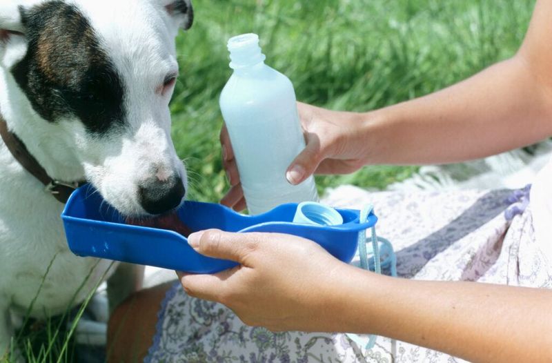 Ensure Constant Access To Fresh Water