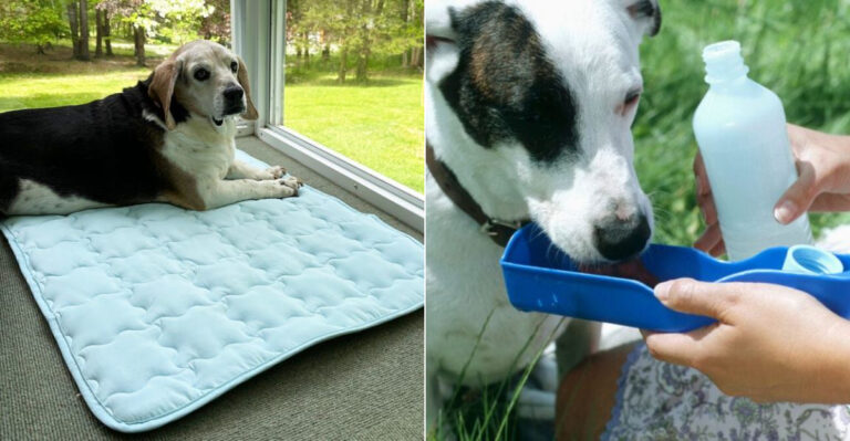 6 Expert Tips For Preparing Your Dog For Texas Hot Weather