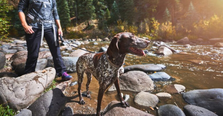 6 Firework-Free Getaways In Colorado Where Your Dog Can Chill On July 4th