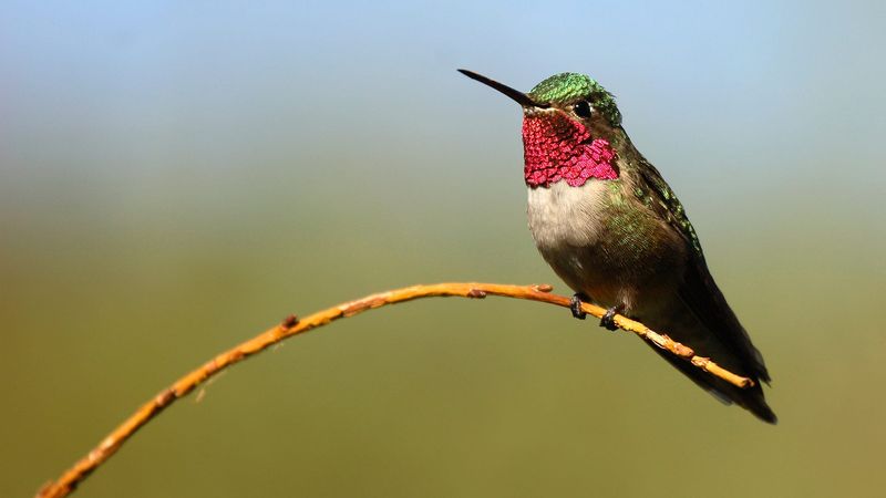 Ruby-Throated Hummingbird