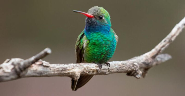 6 Hummingbird Species In Connecticut: A Quick Guide