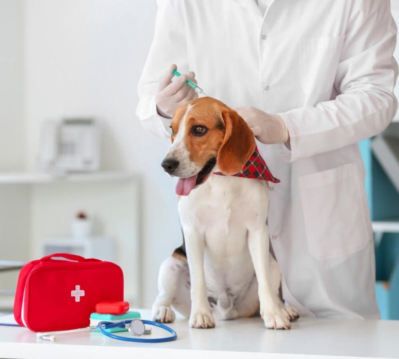 Rabies Vaccination