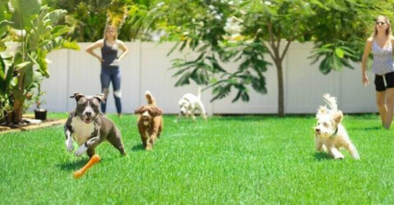 6 Key Steps To Make Your Texas Backyard Perfect For Dogs