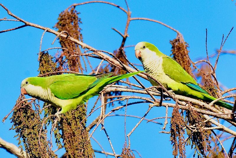 Monk Parakeet: The Troublemaking Tenant