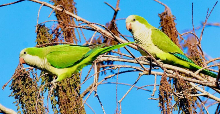 6 Pet Birds You Should Absolutely Avoid In Florida And 6 That Truly Thrive