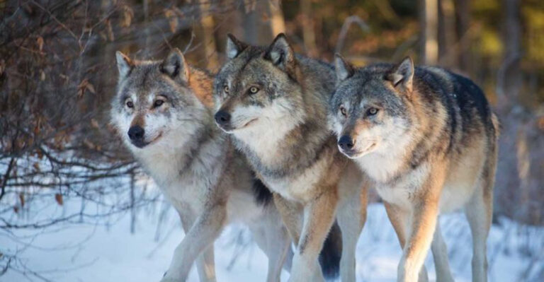 6 Reasons Michigan’s Wolves Are Expanding Beyond Their Protected Areas