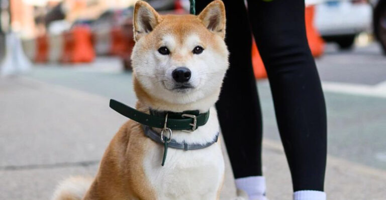 6 Reasons The Shiba Inu Dominates San Francisco’s Steep Streets (Cable Cars Don’t Bother Them)