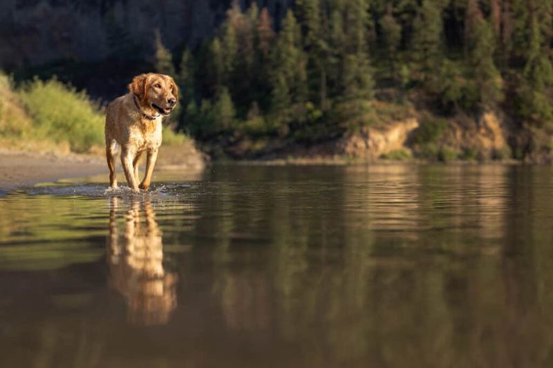 Lake Roosevelt's Hidden Hawk Creek Cove