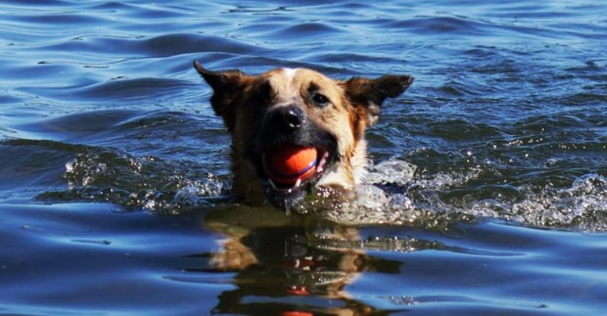 6 Secret Dog-Friendly Swim Spots in Washington You’ll Love