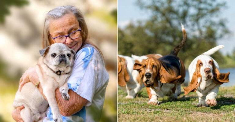 6 Senior-Friendly Breeds Ohio Retirees Love For Easy Daily Strolls