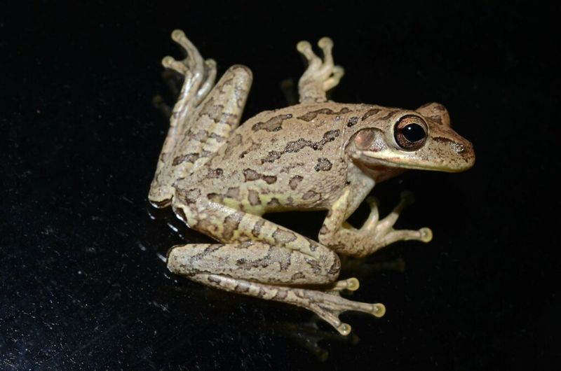Cuban Treefrog