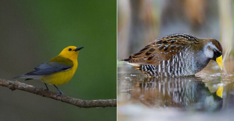 6 Uncommon Birds To Spot At Congaree National Park, South Carolina