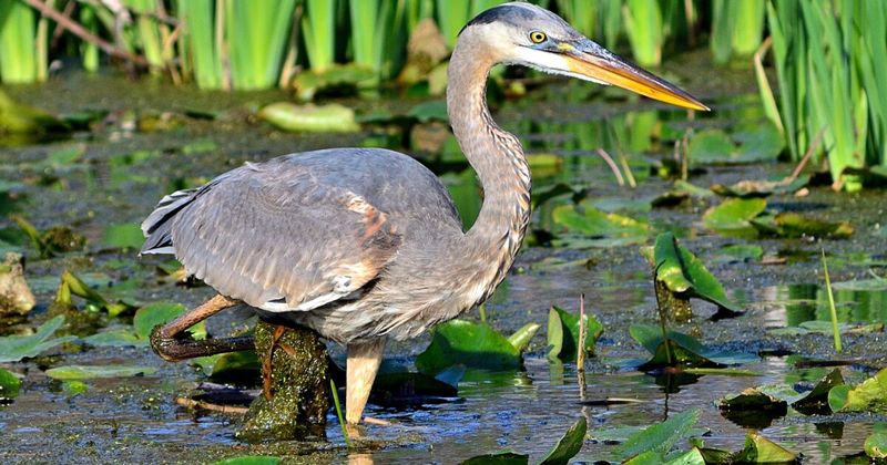 7. Great Blue Heron (Ardea herodias): Prehistoric-Looking Fishers