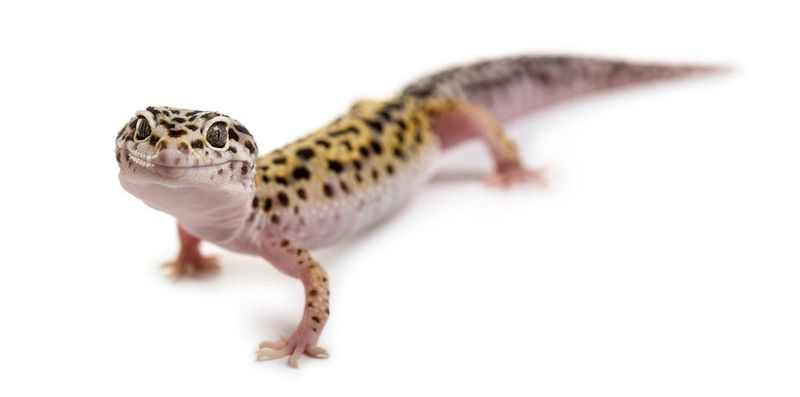Leopard Gecko