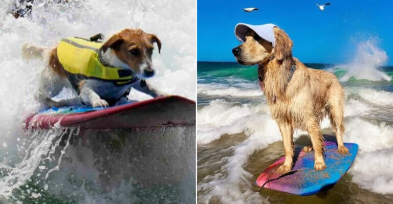 7 Dog Breeds That Are Surprisingly Great At Surfing (And Why They Love Catching Waves)