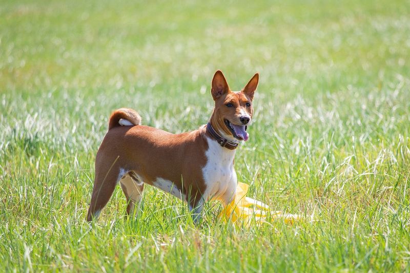 Basenji: The Barkless Beach Lover