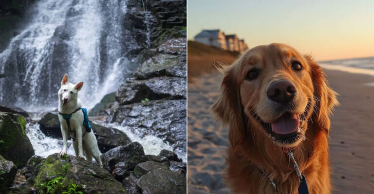 7 Dog-Friendly Road Trips Across North Carolina Your Pup Will Love