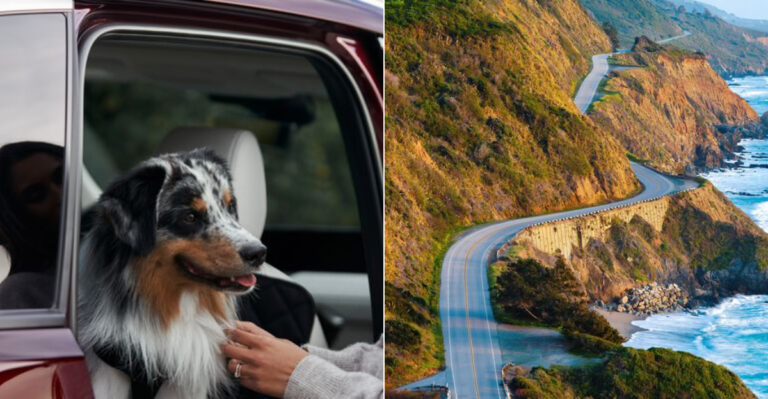 7 Dog-Friendly Tips For Exploring California’s Pacific Coast Highway